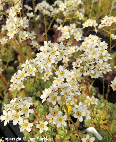 Saxifraga 'Whitehill', tarharikko